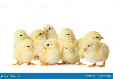 Many Cute Fluffy Chickens On White Stock Photo Image Of Animals