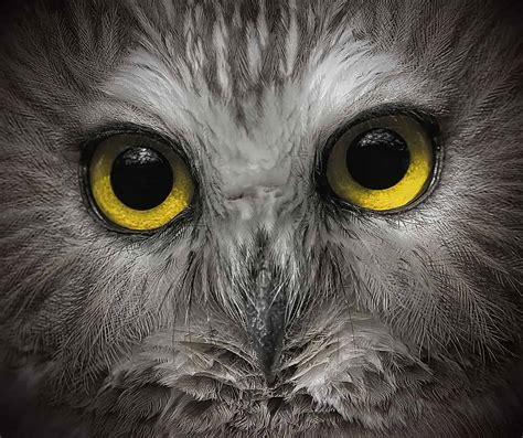 Owl Eyes Cool Wildlife