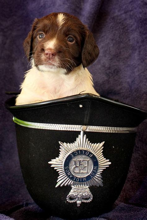 West Midlands Police On Spaniel Puppies Springer