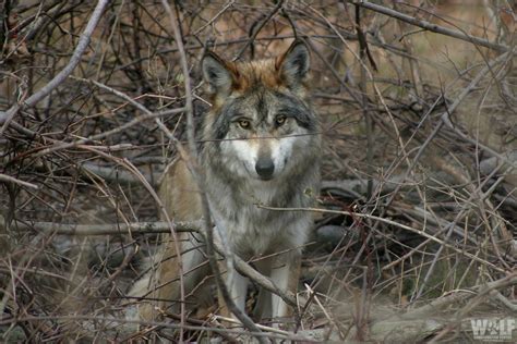 The Wild Release Of Mexican Gray Wolf F838 Wolf Conservation Center