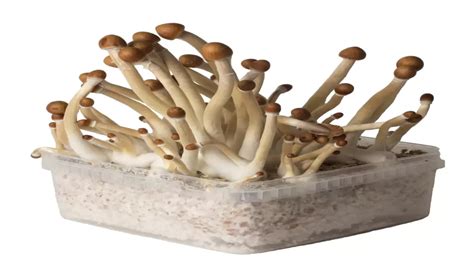 Magic Mushroom Grow Kits Mushroom Grow Kits