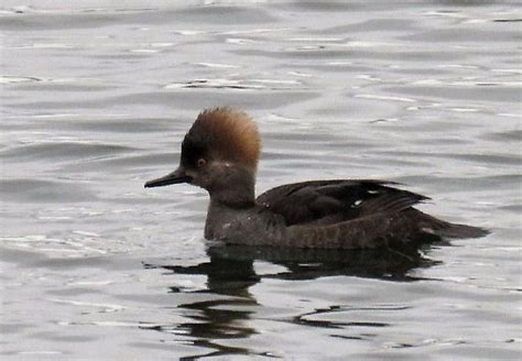 Hooded Merganser Ducks Of The Pacific Northwest Gohikingca