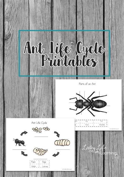 Get To Know The Different Life Stages Of Ants With These Cute Ant Life
