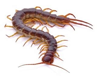 Aim on offers commercial pest control services for clients across st albans. Centipedes - Green Akers Pest Control LLC
