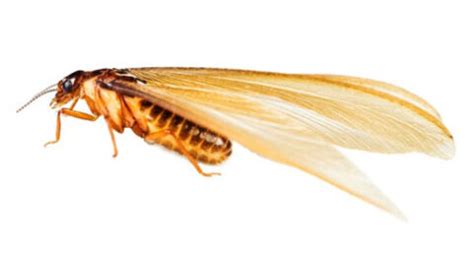 Heat can also kill termites. TERMITE SPOT TREATMENT | Corky's Pest Control | San Diego, CA