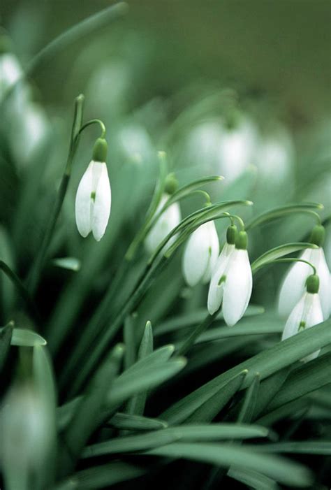 Galanthus (from ancient greek γάλα, + ἄνθος ), or snowdrop, is a small genus of approximately 20 species of bulbous perennial herbaceous plants in the family amaryllidaceae. Snowdrop (galanthus Elwesii) Photograph by Rachel Warne ...
