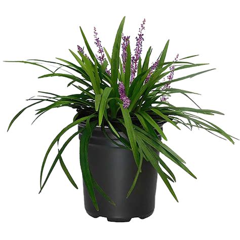 Liriope Muscari Lilyturf Dubai Uae Best Online Plants