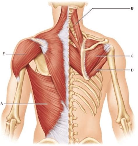 Muscles Of The Pectoral Girdle Upper Limbs Part Plays Quizizz