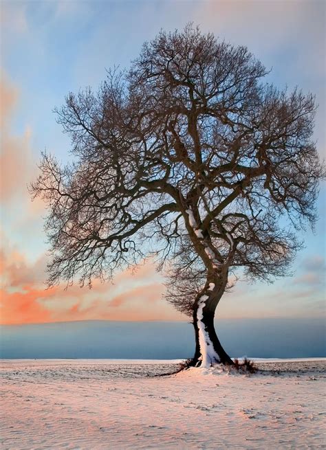 Tree In Snow Picture Tree Beautiful Tree Nature Pictures