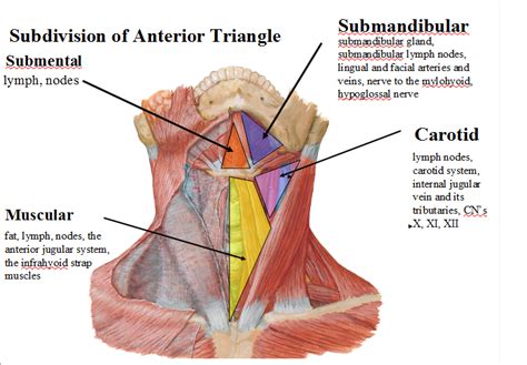 Muscles Of Floor Of Posterior Triangle Carpet Vidalondon