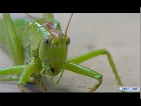 Les sauterelles forment une famille d'insectes comprenant plus de 6 000 espèces appartenant à l'espèce la plus répandue en europe, en france notamment, est la grande sauterelle verte qui. La Grande sauterelle verte - YouTube