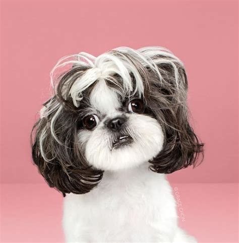 Adorable Dog Portraits Before And After Japanese Grooming Makeovers