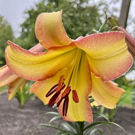 Trumpet Lily Lilium Rising Moon In The Lilies Database