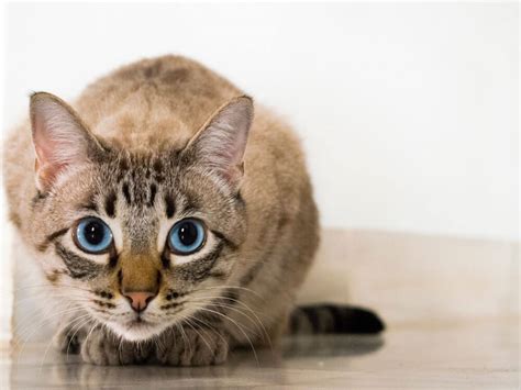 This is likely due to the growing unfortunately, these fat breakdown products, called ketones, are also poisonous to the body. Hyperthyroidism in Cats: Symptoms and Treatments | UK Pets
