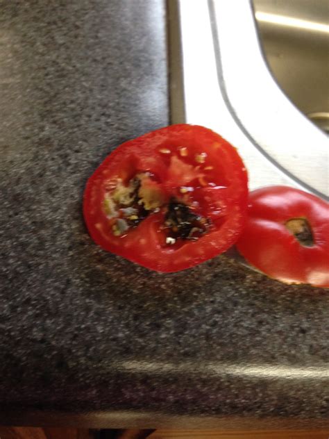 Tomatoes Not Fully Developed Inside Ask Extension