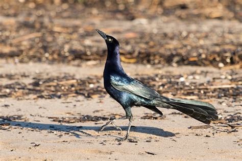 In the evening, raucous flocks. Great-tailed Grackle