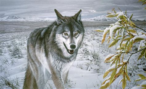 Lone Wolf Painting By Ron Parker Fine Art America