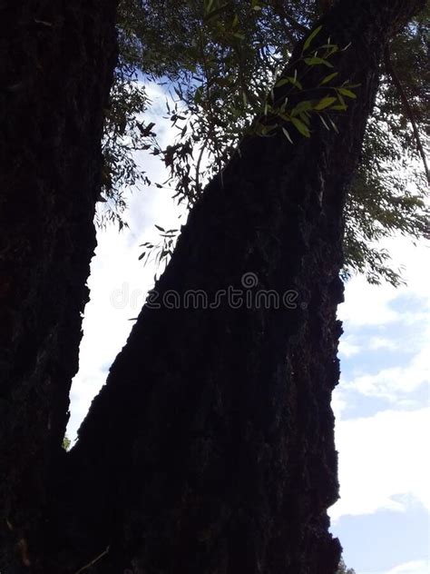 Dark Bark Of A Tree Stock Photo Image Of Plank Pattern 102507848