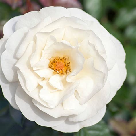 White Knock Out Star Roses And Plants