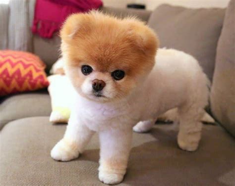 Cutest Dog Breeds Adorable Little Things To Enjoy
