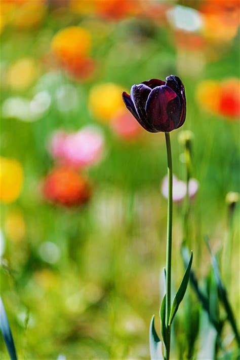 Tulipano Nero | JuzaPhoto