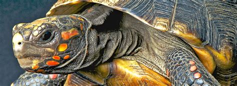 Box turtles live a long time! Redfoot Tortoise Care Sheet & Supplies | PetSmart