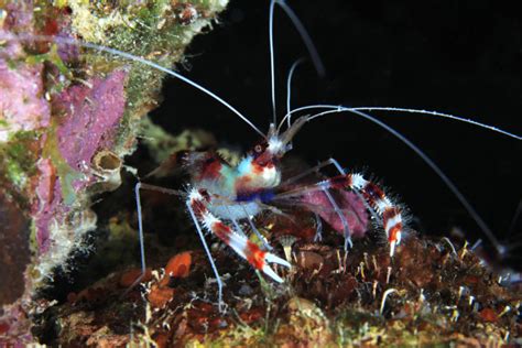 Saltwater Shrimp Species For Reef Tanks Build Your Aquarium