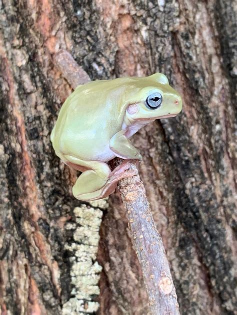 Tree Frogs For Sale