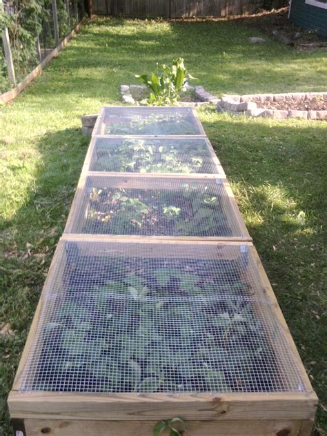 Learn how to grow strawberries, and enjoy a bumper crop of tasty, juicy which strawberry should i grow? Creative System For Growing And Protecting Strawberries ...