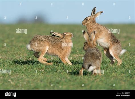 Hare Mad March Hare Mammal Norfolk Hi Res Stock Photography And Images