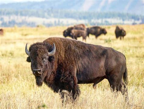 Average At Best Fast Facts About The American Bison