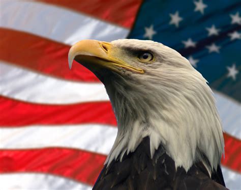 Murica In A Nutshell The 30 Most American Things Ever Quizmaster
