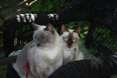 Snowshoe And Seal Point Siamese Seal Point Siamese Cats Animals