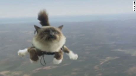 Think of it this way. 2012: Skydiving cats cause uproar - CNN Video