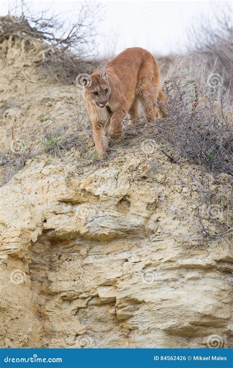 Mountain Lion Stalking On Prey Stock Photo Image Of Huge Dewclaw