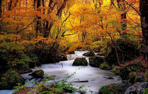 Autumn Forest Trees Stream Stones Japan Japan River Oirase