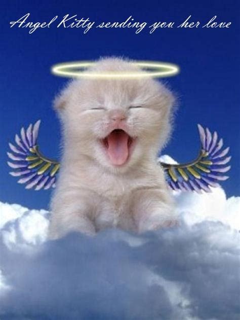 Praying For You Prayers For You Pinterest Cute Kittens