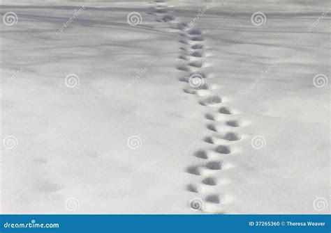 Paw Prints In The Snow Stock Photo Image Of Fluffy Winter 37265360
