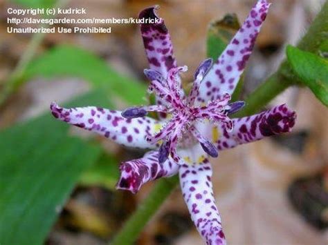 Jeden tag werden tausende neue, hochwertige bilder hinzugefügt. PlantFiles Pictures: Tricyrtis, Toad Lily 'Sinonome ...