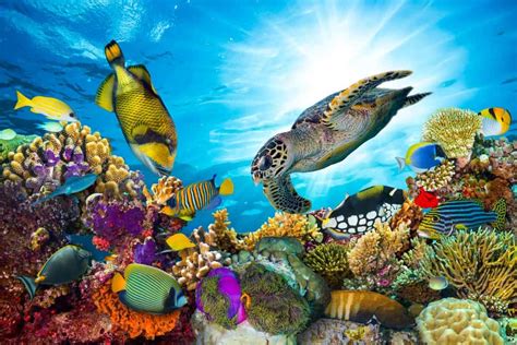 Top 10 Most Beautiful Coral Reefs In The World
