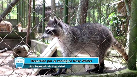 Te Invitamos A Visitar El Zoológico Rosy Walther De El Picacho Hogar De