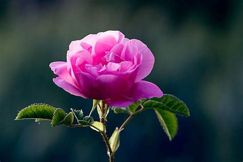 Gorgeous Розы Красивые цветы Цветы