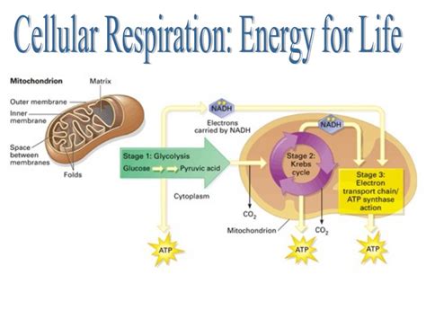 In hooke's drawings, the cells look like empty chambers because he was looking at dead plant matter. Cellular Respiration