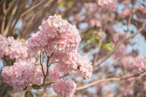 19 Types Of Flowering Trees To Embellish Your Beautiful Garden Gardenerdy