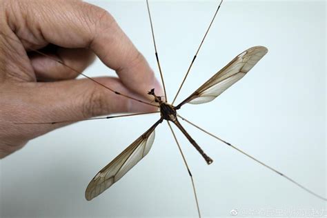 See The Scary Giant Mosquitoes Found In China Dnb Stories Africa