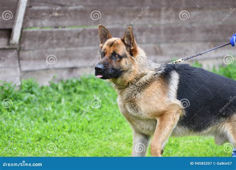 Dog Breed German Shepherd Stock Image Image Of Furry 94585207