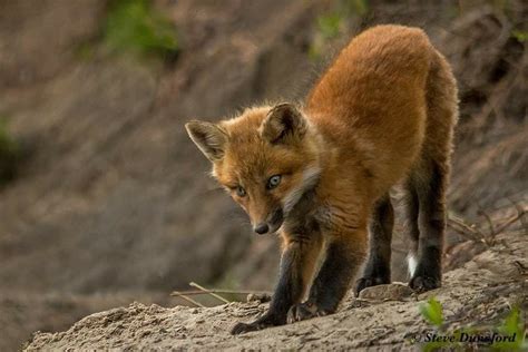 Épinglé Par Lisa Fox Sur Foxes Animaux Renard Loup Garous