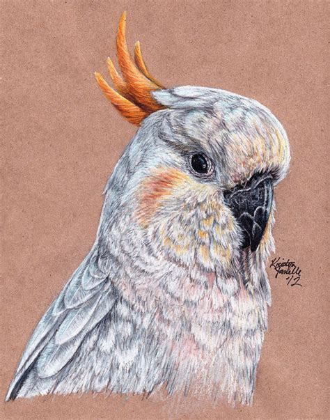 I don't remember what pencils i used, probably polychromos, though it appear. Citron-Crested Cockatoo by KristynJanelle on DeviantArt ...