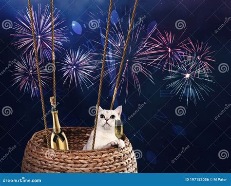 Festive Card With White Cat And Fireworks Stock Photo Image Of Black