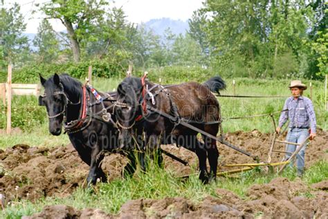 Photo Of Horse Plow By Photo Stock Source Farm Oregon Usa Horse